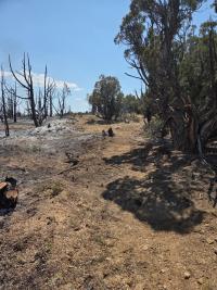 image of several burned pinon trees