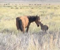 A foal and mare nuzzle in the high desert.