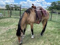 Deerwood Ranch in Laramie a horse grazes that was previously adopted