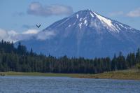 A large snow capped mountain stands in the distance. A line of trees separates the mountain from a lake. An eagle flies towards the mountain.