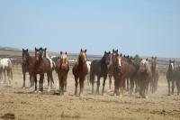 Bruneau Off-Range Wild Horse Corral wild horses