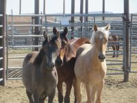 Three wild horses stand in the corral in Wyoming, ready for adoption