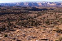 A wide view of Utah’s arid Muddy Creek landscape in the San Rafael Swell, showing sparse vegetation, scattered shrubs and junipers, and layered cliffs in the background under a clear sky.