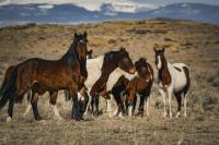 Wild horses in the BLM UT Green River District