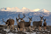 A group of deer