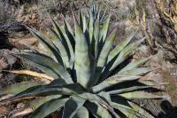 an agave plant with spiky, green leaves