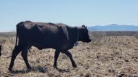 a cow wears a collar for the virtual fence