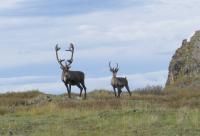 two bull caribou (one mature, one young)
