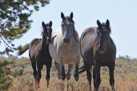 BLM-WY-GreenMtnHorses