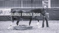 A competitor leads her trained wild horse through a Branded Bonanza Trail Challenge