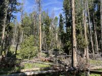 trees