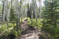 a dirt trail is surrounded by aspen and conifer trees