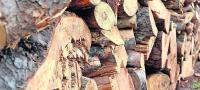 Stacked and cut timber