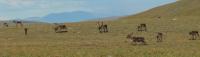 Caribou grazing on treeless ridge during the fall migration. 