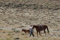 A foal roped by contractors and walks side by side with contractor's horse.