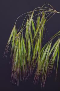 BLM-WY-Cheatgrass