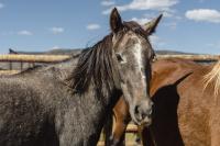BLM-WY-Deerwood2024