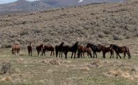 One group of wild horses grazing at a herd management area, part of the Callaghan Complex in central Nevada, March 20, 2024. 