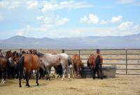 A group of horses in a pen. 
