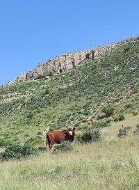 Cattle on the McGregor Range grazing allotment.