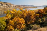 Photo. Scenic, daytime, sunny, clear-blue skies. Foreground: cottonwood trees with golden leaves line the near shoreline of the Missouri River, rocky cliffs tower above the river along the far shoreline.  