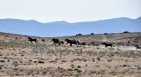 Onaqui Wild horses galloping across desert.