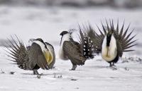 Three male sage grouse display their elaborate feather fans and chest plumage on a snowy ground.