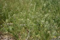 Close-up of wild green grass with delicate seed heads swaying in a sunlit field.