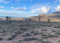 Trees and brush on a desert landscape with mountains and clouds on blue sky in the background.