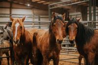 Three brown horses stand together in a stable. 