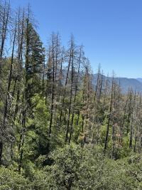 Hazard trees