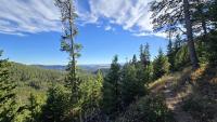 Photo of conifer trees in forested, mountain area with a dirt trail on the right side of the frame.
