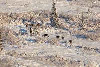 Small group of Fortymile Caribou leave tracks in the snow through sparse spruce covered landscape.