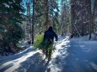 tromping through snow with cut tree