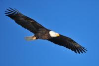 photo of a bald eagle soaring in sky arms spread wide with blue sky