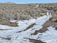 tracks through sage and snow