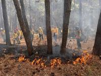Class of trainees in yellow shirts watch how fire moves through vegetation in a wooded area.