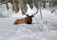 Bull elk in Zinc Spur Hailey