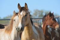 Wild horses in a pen