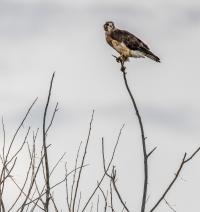 Seasonal wildlife closures help protect sensitive animal species during months critical to mating or survival.