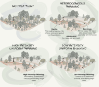 Graphic depicting forest with different levels of thinning