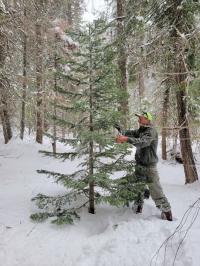 A Christmas tree is harvested in Oregon