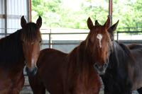 Two brown horses stand side by side in a barn, with green trees visible outside. One horse has a distinctive white marking on its forehead.