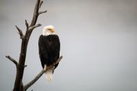 BLM staff captures image of eagle in Pinedale, Wyoming, March 12, 2018. 