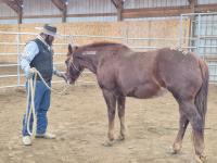 A Branded Bonanza approved trainer begins the training process with his adopted wild horse