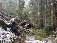 Trees and debris fallen across motorized route