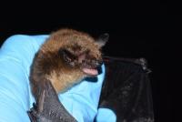Little brown bat being held by a hand in a blue medical glove