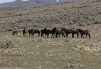 Wild horses grazing on public land in March 2024 at the Callaghan Complex in Lander County Nevada.