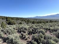 Pinion and juniper tree encroachment into sagebrush