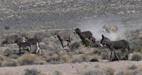Wild burros chase after others inside Bullfrog Herd Management Area near Beatty Nevada, in March, 2024.